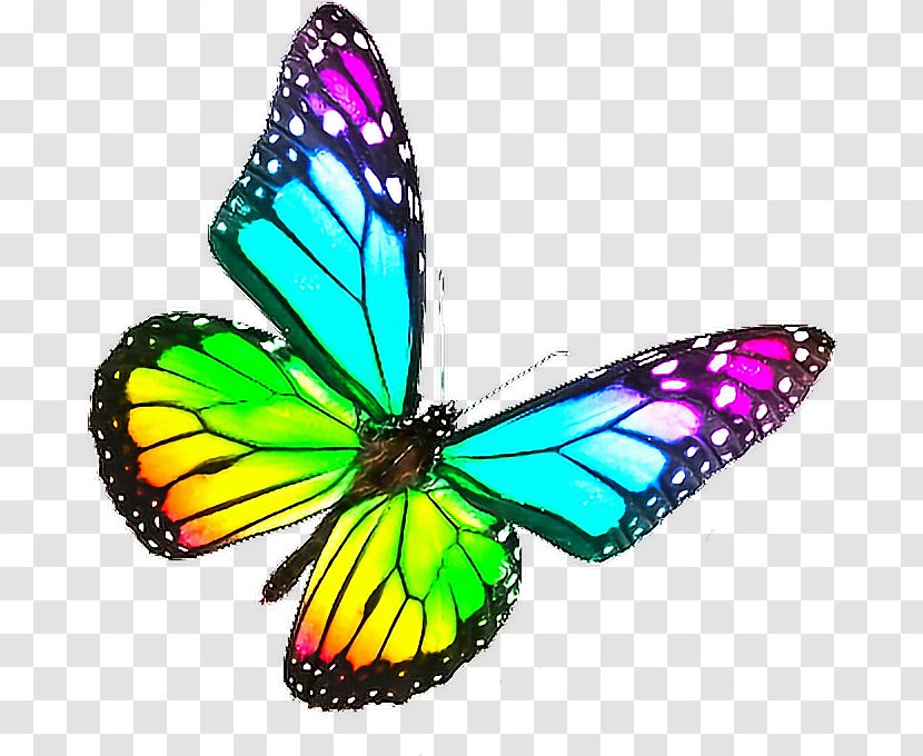 Monarch Butterfly Biosphere Reserve Rainbow Color Transparent PNG