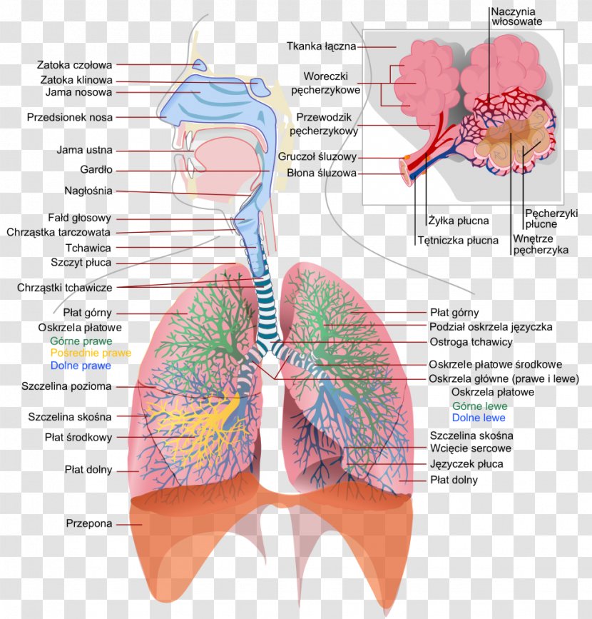 Respiratory System Of Insects Tract Respiration Anatomy - Tree - Heart Transparent PNG