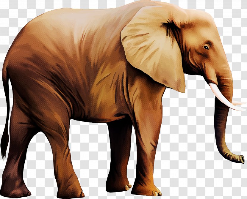 Indian Elephant - Wildlife Animal Figure Transparent PNG