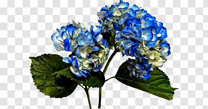 Hydrangea Floral Design Cut Flowers Flower Bouquet - Blue Transparent PNG