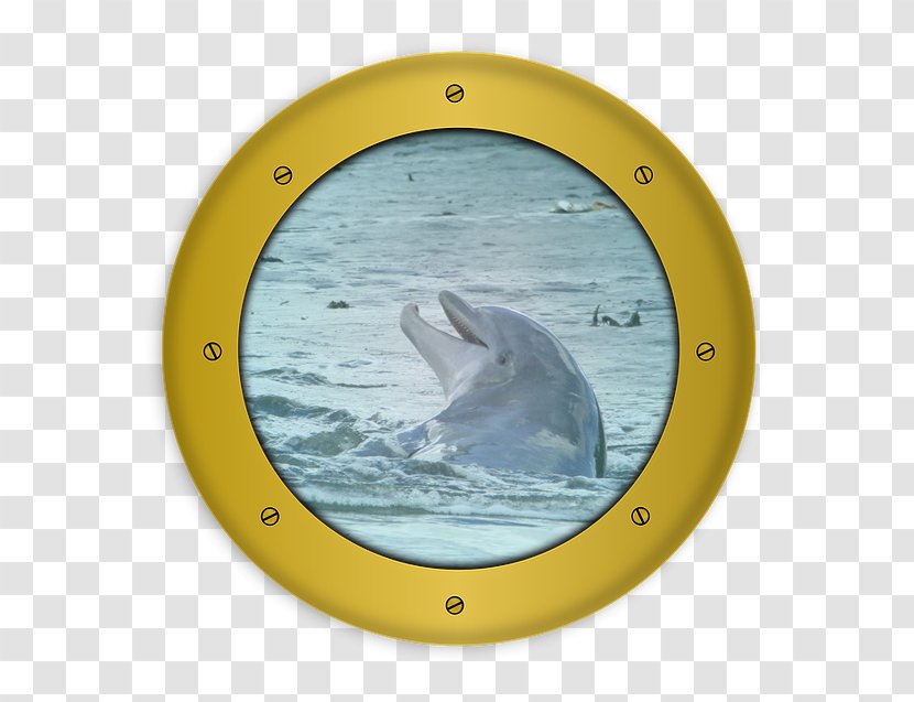 Charleston Dolphin Bohicket Road Sailing - Marine Mammal Transparent PNG