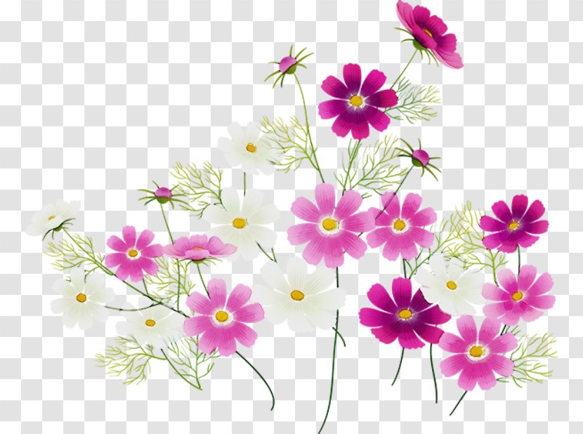 Floral Design - Watercolor - Daisy Family Transparent PNG