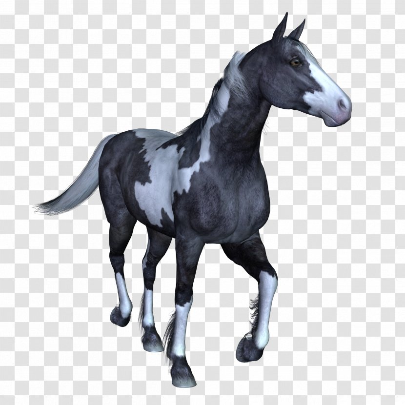 Mustang Arabian Horse Stallion Colt Mare Transparent PNG