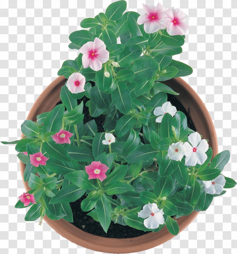 Flowerpot Houseplant Annual Plant - Flower Transparent PNG