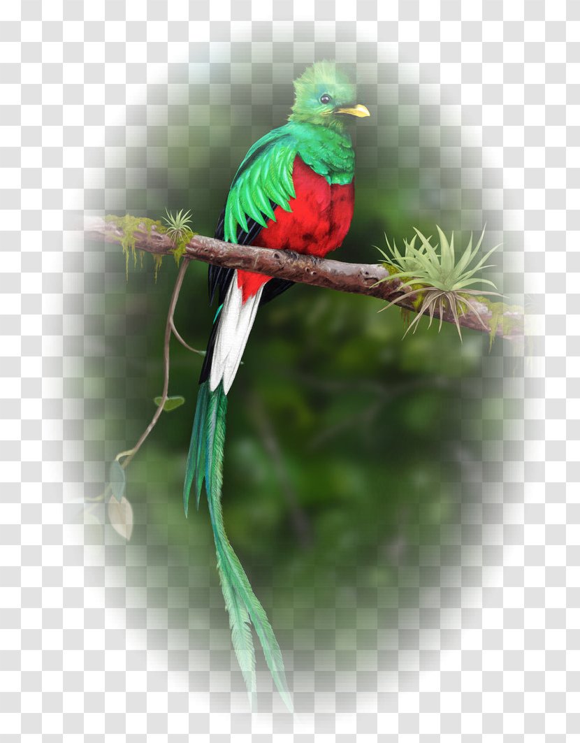 Guatemalan Quetzal Bird Resplendent Transparent PNG