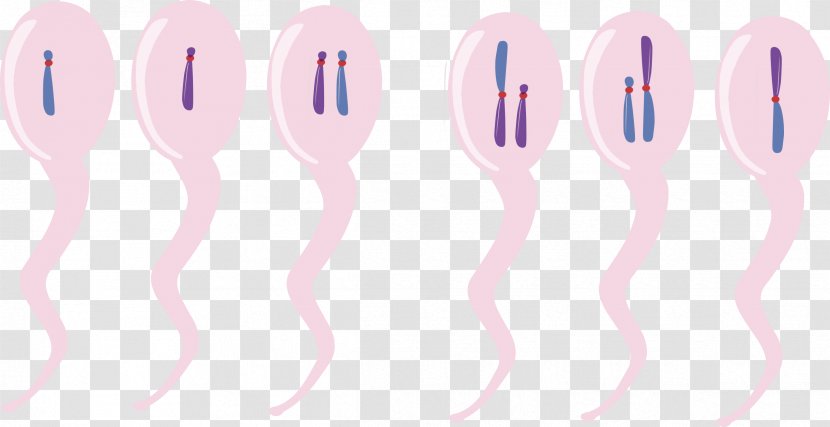 Chromosome Chromosomal Translocation Clip Art - Heart - Frame Transparent PNG