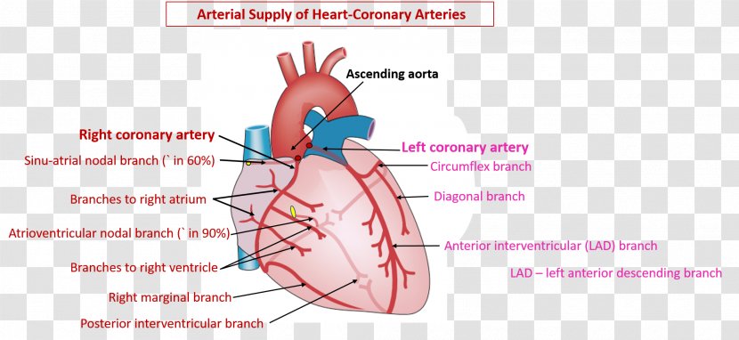 Coronary Circulation Arteries Heart Right Artery - Frame Transparent PNG