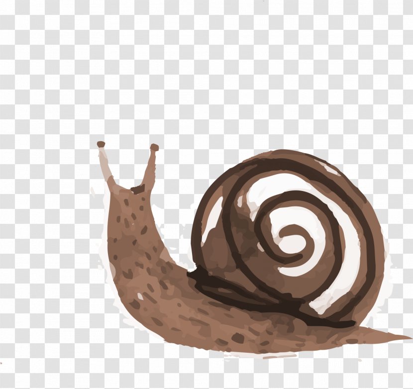 Snail Orthogastropoda Illustration - Coffee Hand Painted Transparent PNG