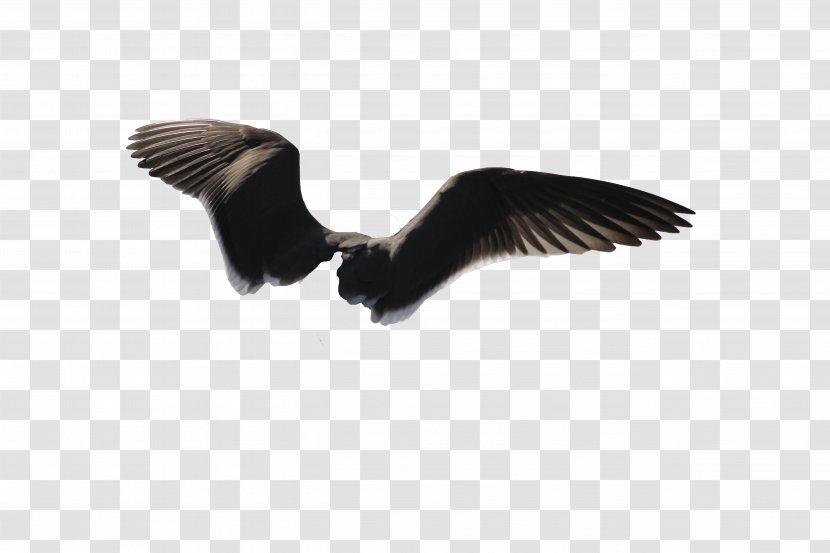Bird Wing Gulls Bald Eagle - Photography - Wings Transparent PNG