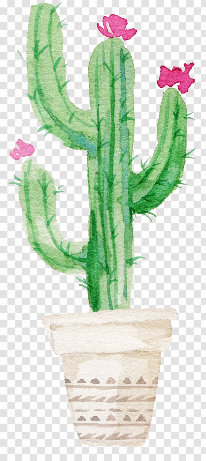 Succulent Plant Watercolor Painting Drawing Cactaceae - Flowering Cactus Transparent PNG