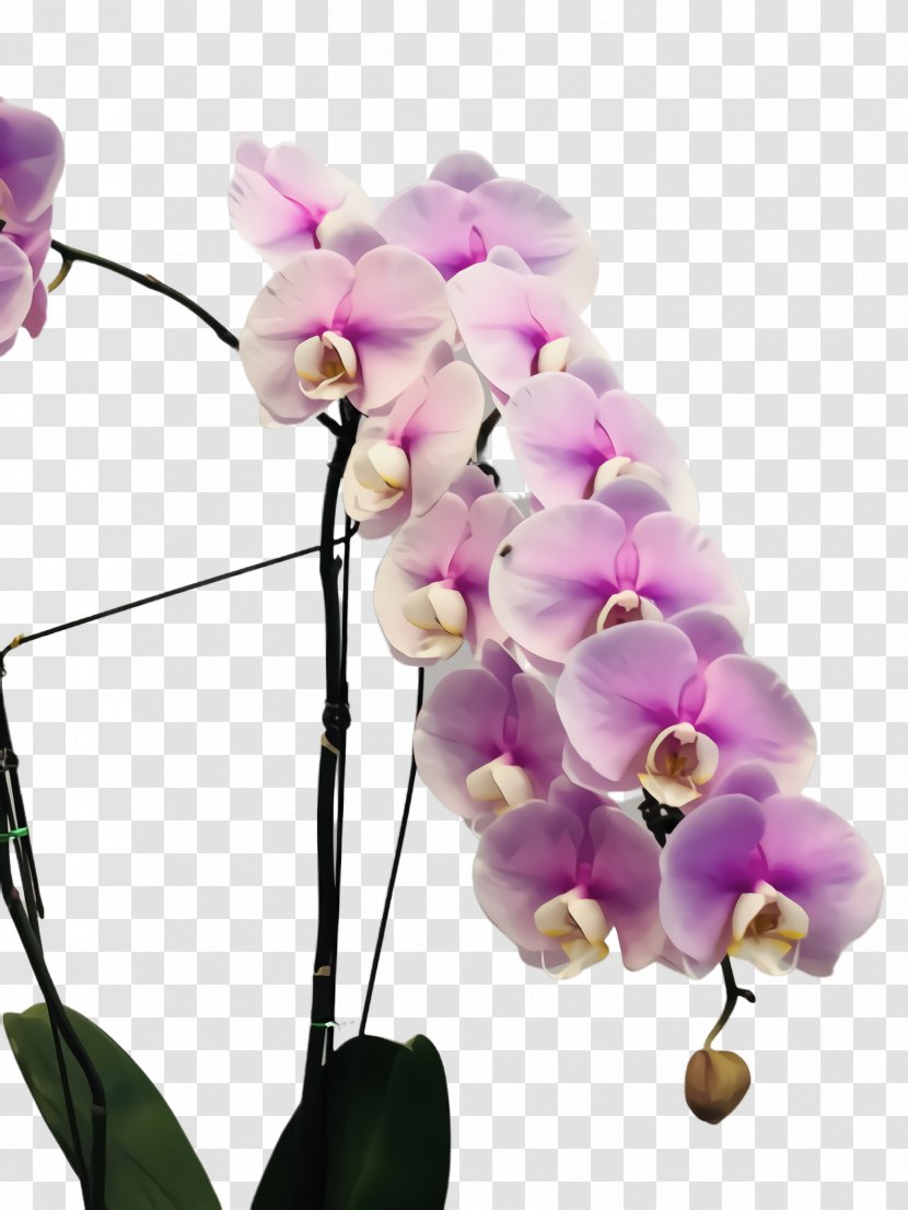 Flower Moth Orchid Pink Plant Petal - Purple Violet Transparent PNG