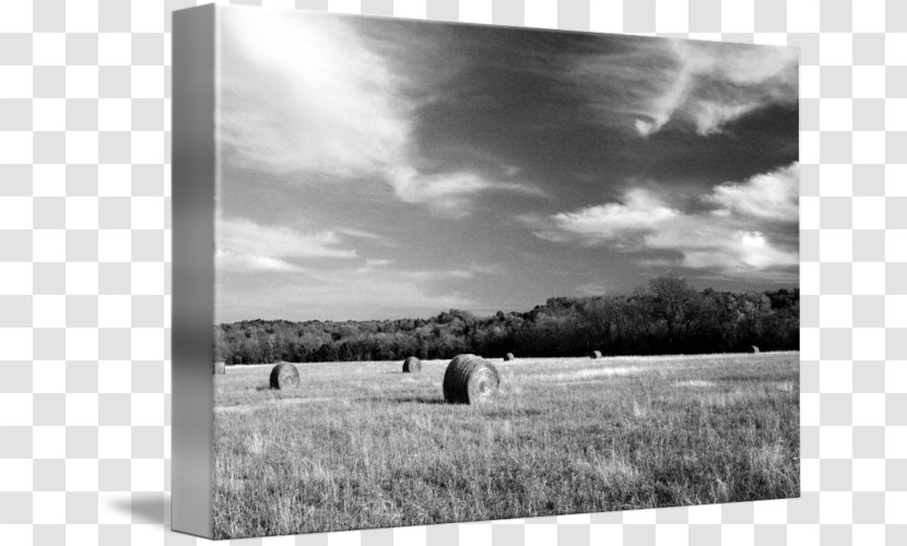 Stock Photography Picture Frames Prairie - Frame - Grassland Transparent PNG