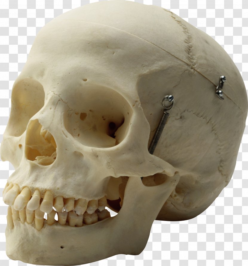 Human Skull Homo Sapiens Skeleton Head - Arroword - Calavera Transparent PNG