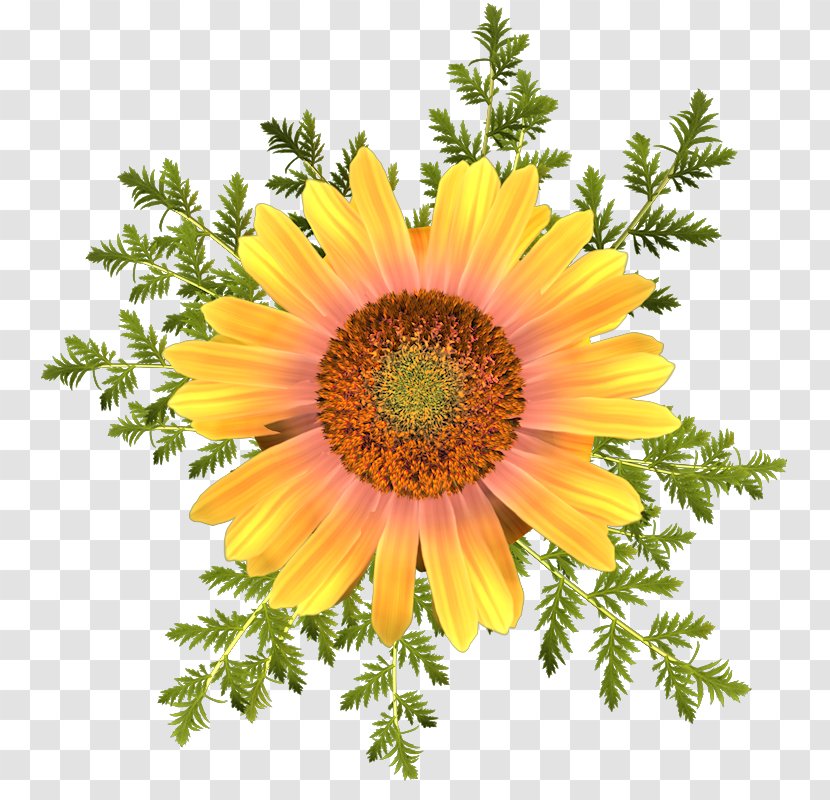 Common Sunflower Transvaal Daisy Blanket Flowers T-shirt - Flower Transparent PNG