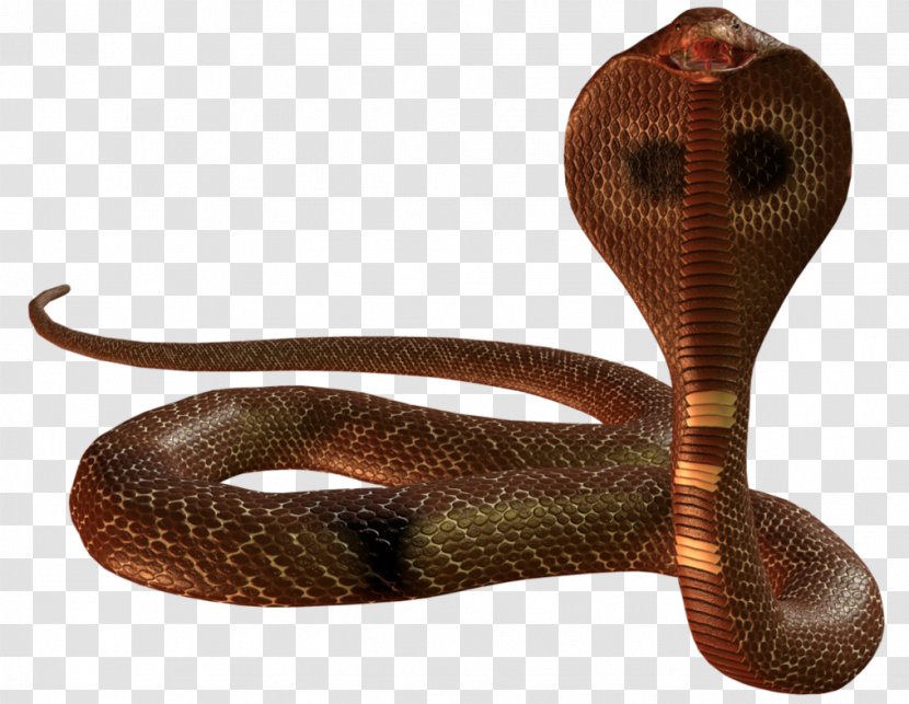 Snake Clip Art - Venomous - Cobra Picture Transparent PNG