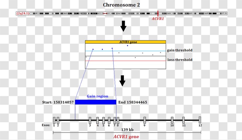 ACVR1 Gene Fibrodysplasia Ossificans Progressiva Mutation Chromosome - Parallel - Diagram Transparent PNG