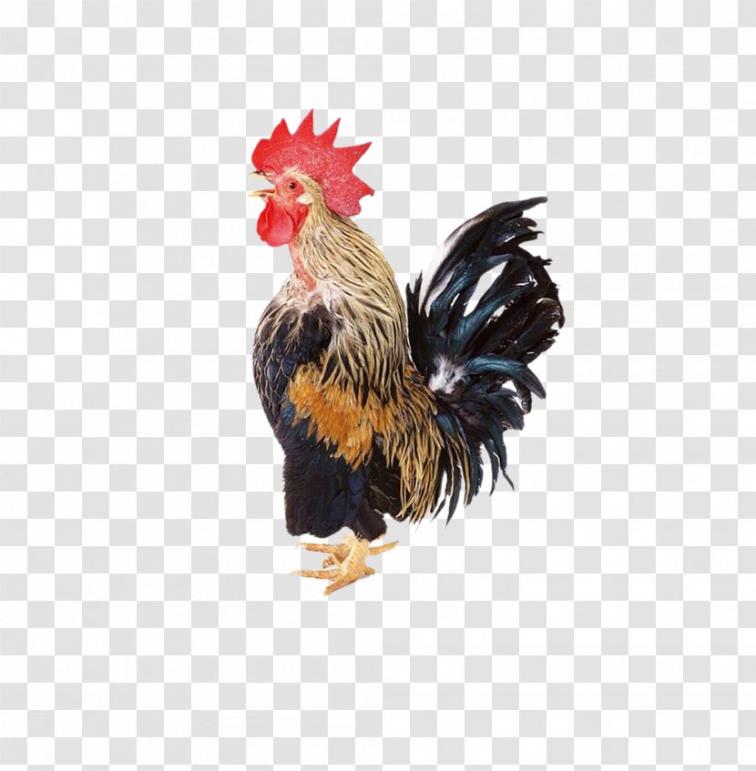 Chicken Rooster Clip Art - Poultry - Big Cock Transparent PNG