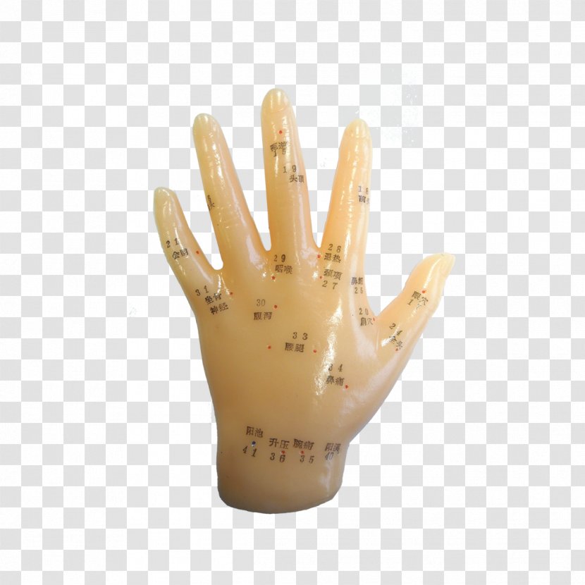 Hand Model Finger Glove Acupuncture Transparent PNG