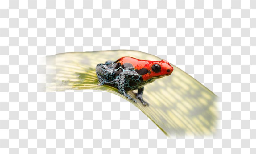 Frog - Insect - Amphibian Transparent PNG