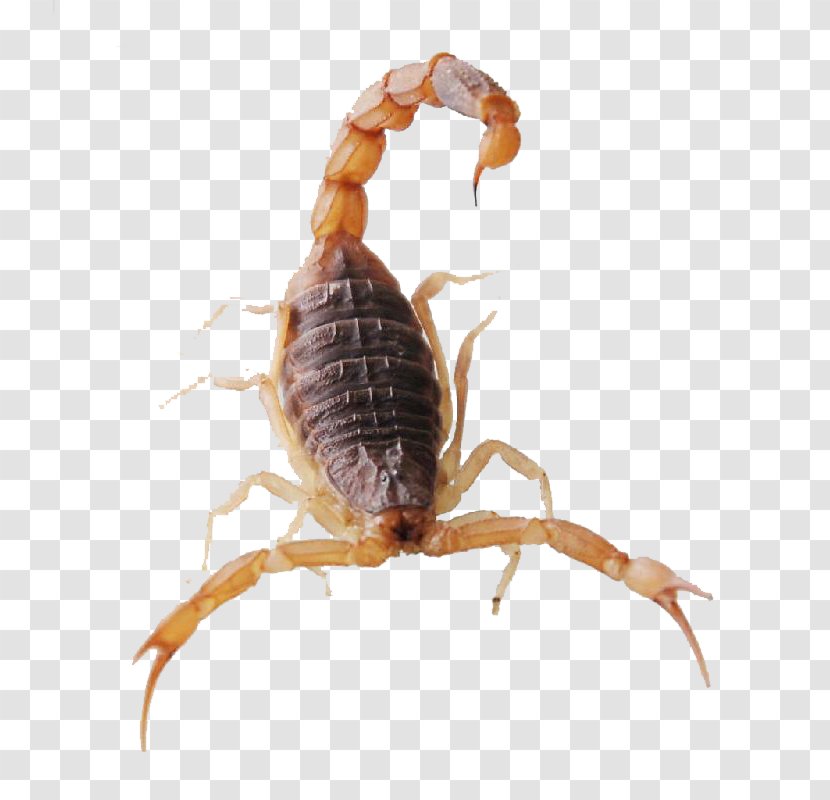 Scorpion Spider Insect Mesobuthus Martensii Cephalothorax - Venomous Scorpions Transparent PNG