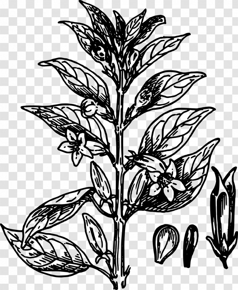 Black And White Flower - Vascular Plant - Blackandwhite Herbaceous Transparent PNG