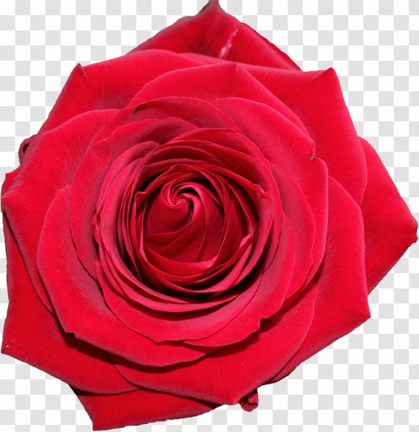 Centifolia Roses Garden Clip Art - Rose Family - Red Transparent PNG