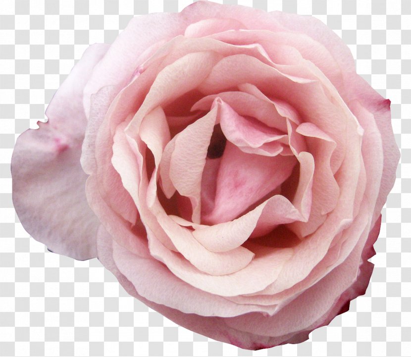 Clip Art - Centifolia Roses - Tulip Transparent PNG
