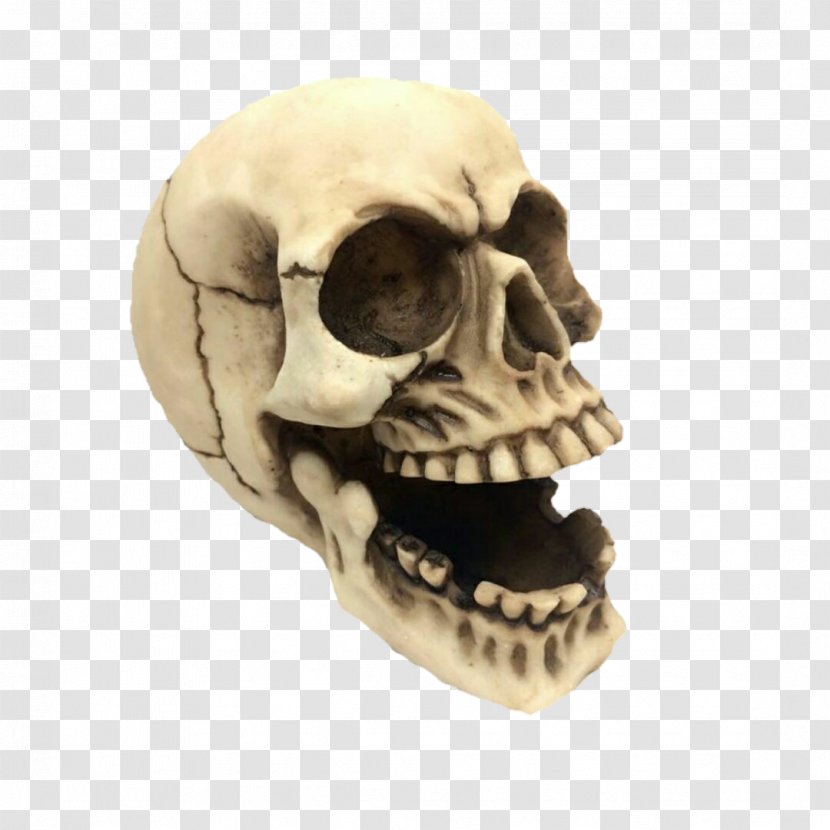 Skull Bone Skeleton Jaw Calvaria - Death Transparent PNG