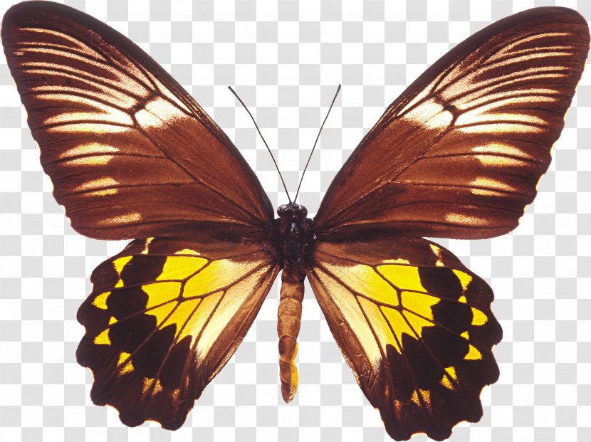 Butterfly Troides Amphrysus Birdwing Helena Transparent PNG