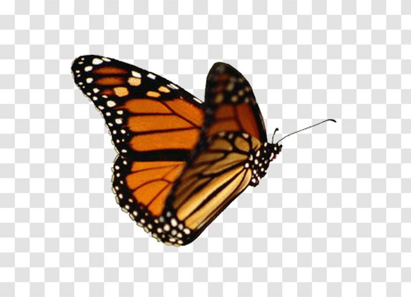 Butterfly Animation Clip Art - Arthropod Transparent PNG