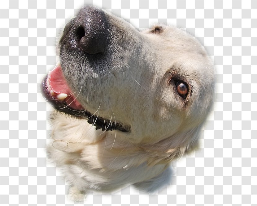 Dog Breed Snout Retriever Sporting Group - Golden Transparent PNG