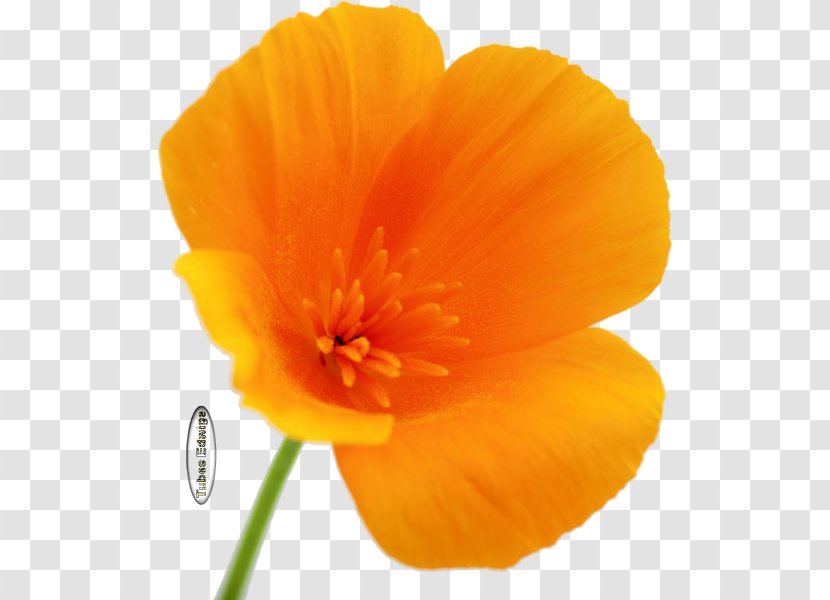 California Poppy Web Hosting Service Plant Stem - Yellow - Flower Transparent PNG