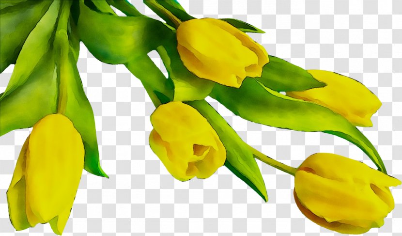 Herbaceous Plant Bud Stem Flowering Plants - Yellow - Tulip Transparent PNG