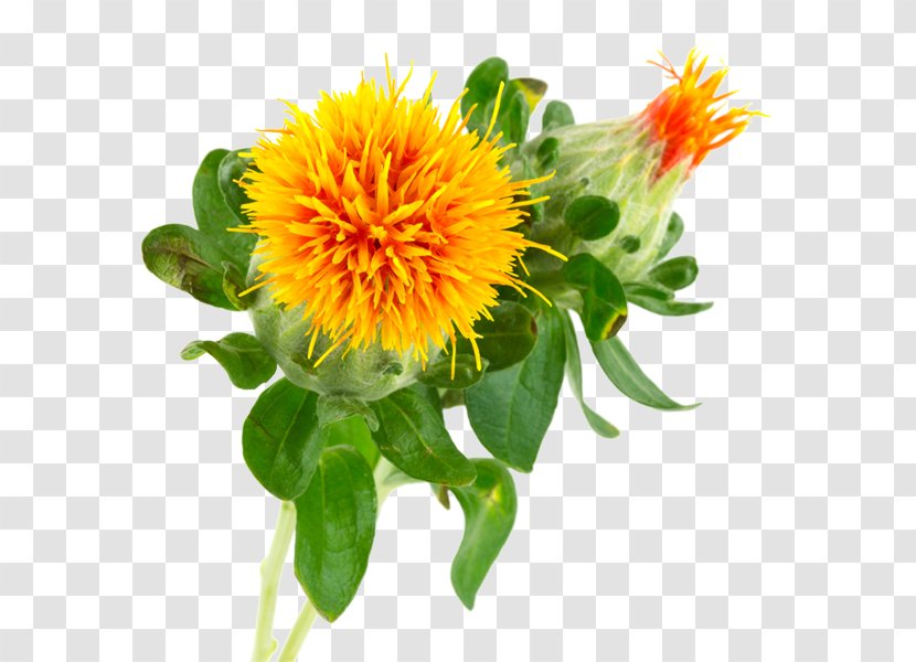 Safflower Oil Vegetable Seed Transparent PNG