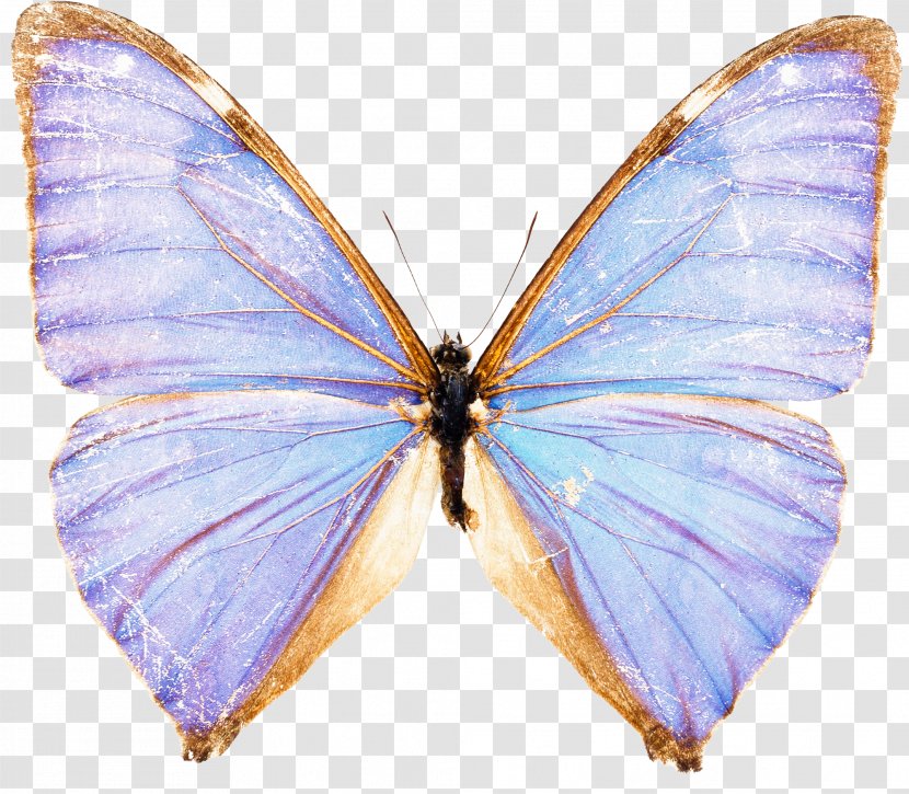 Butterfly Morpho Menelaus Stock Photography Blue - Organism Transparent PNG
