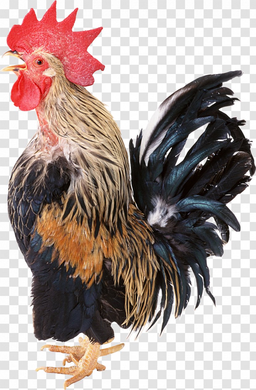 Rooster Old New Year - Cochin Chicken - Cock Transparent PNG