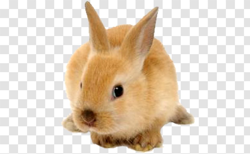 Hare Rabbit-proof Fence European Rabbit Halal - Rabbitproof Transparent PNG