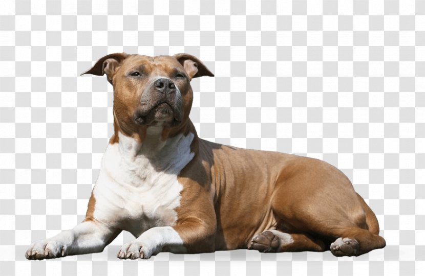 Dog Breed American Staffordshire Terrier Bull Companion - Puppy Transparent PNG