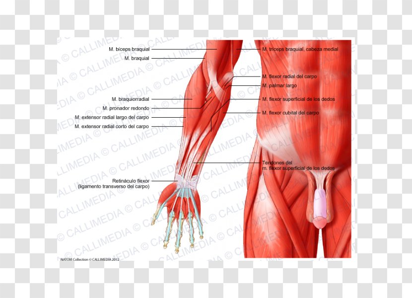 Anterior Compartment Of The Forearm Muscle Elbow - Heart - Arm Transparent PNG