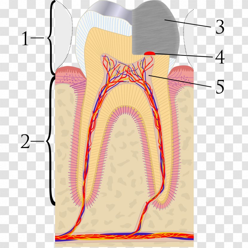 Pulp Capping Pulpitis Endodontic Therapy Dentist - Cartoon Transparent PNG