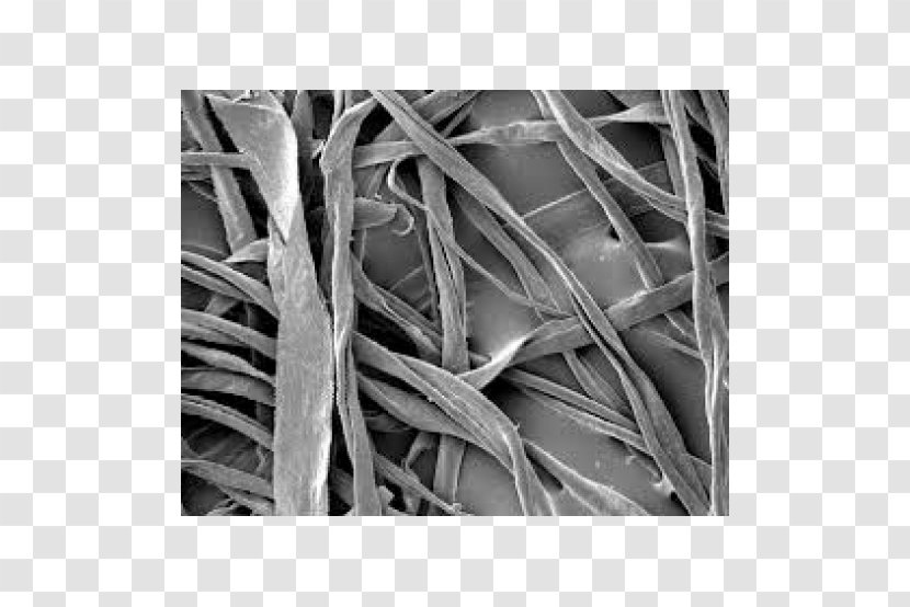 Fiber Sea Island Cotton Microscope Textile - Polymer - Monochrome Transparent PNG