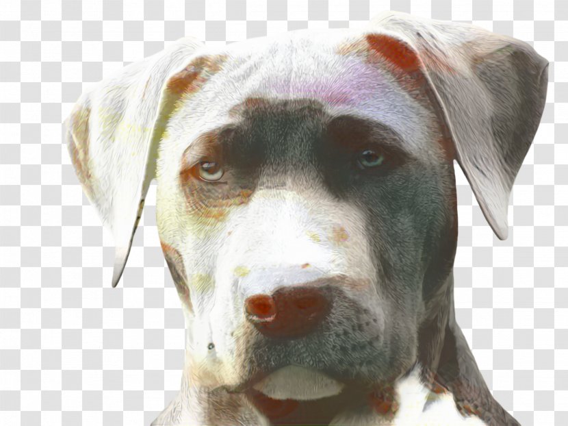 Cute Dog - Breed - Great Dane Rare Transparent PNG