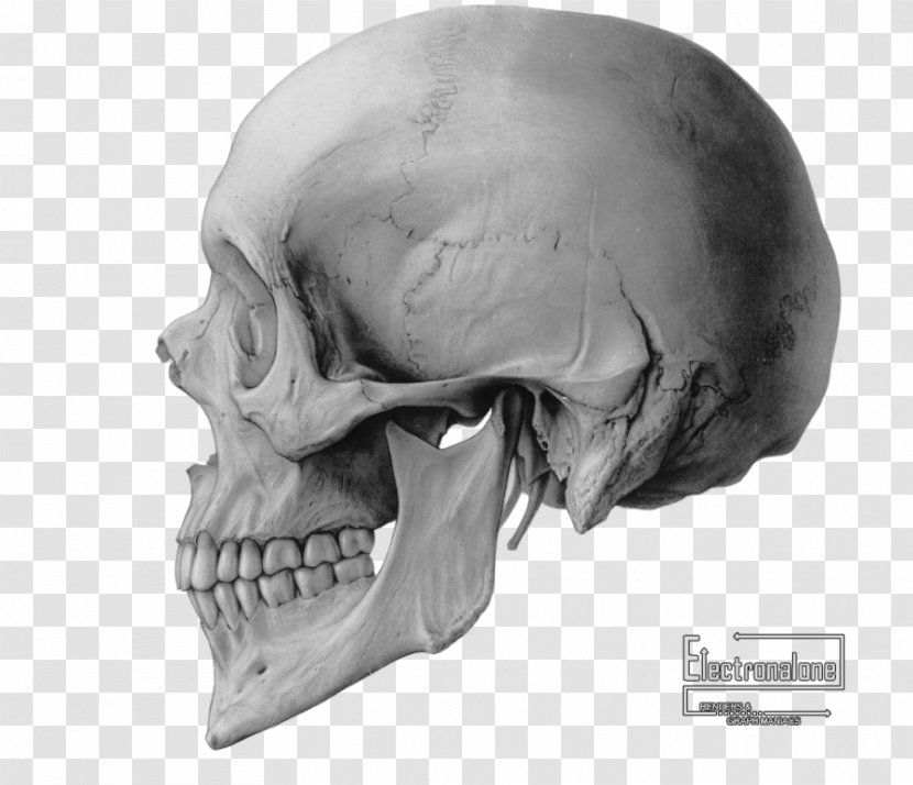 Skull Drawing Bone Clip Art - Monochrome Photography - Crane Transparent PNG