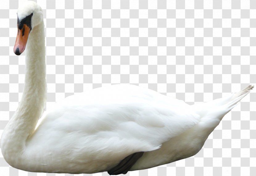 Cygnini Bird Duck Anser Goose Transparent PNG