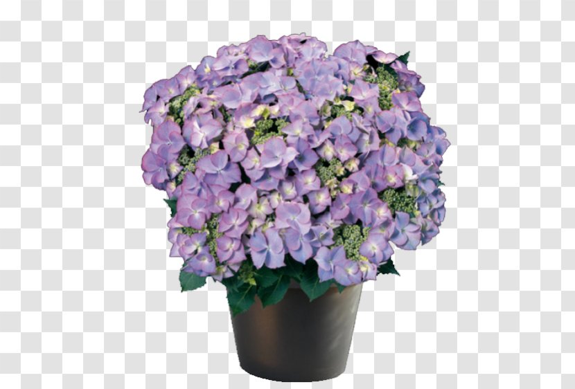 French Hydrangea Ornamental Plant Flower Violet - Annual Transparent PNG