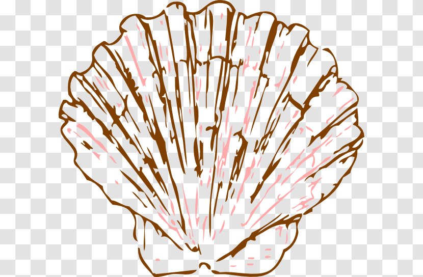 Seashell Pectinidae Drawing Mollusc Shell Clip Art - Pink Transparent PNG
