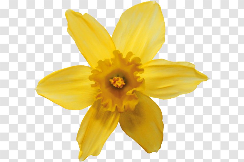 Narcissus Pseudonarcissus Tazetta Flower Animation Tulip - Daffodil Transparent PNG