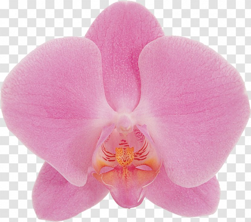 Phalaenopsis Aphrodite Flower Orchids Blue Photography - Flowering Plant - Orchid Transparent PNG