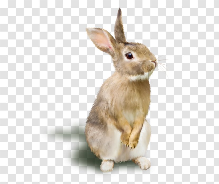 Rabbit Raster Graphics RGB Color Model - Fauna - A Transparent PNG
