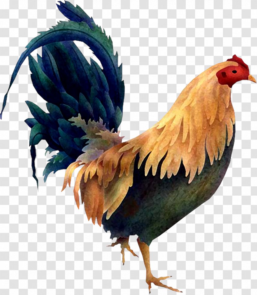 Chicken Rooster Bird Poultry Clip Art - Livestock Transparent PNG
